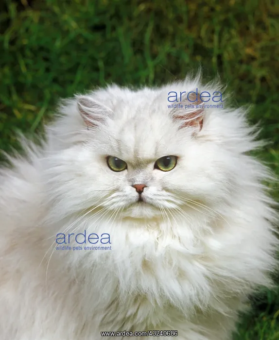 : Chinchilla Persian Domestic Cat, Adult sitting on Grass : Chinchilla Persian Domestic Cat, Adult sitting on Grass