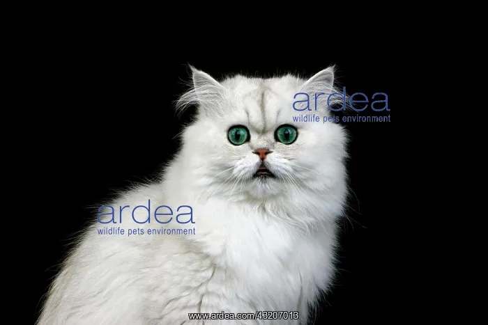 : Chinchilla Persian Domestic Cat against Black Background : Chinchilla Persian Domestic Cat against Black Background