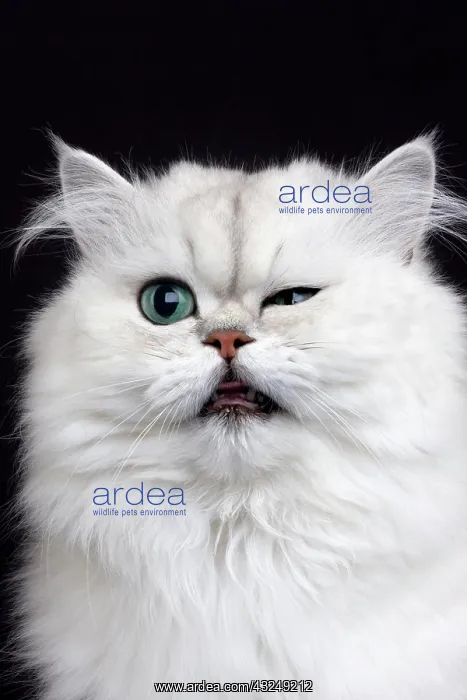 : Chinchilla Persian Domestic Cat, Portrait of Adult : Chinchilla Persian Domestic Cat, Portrait of Adult