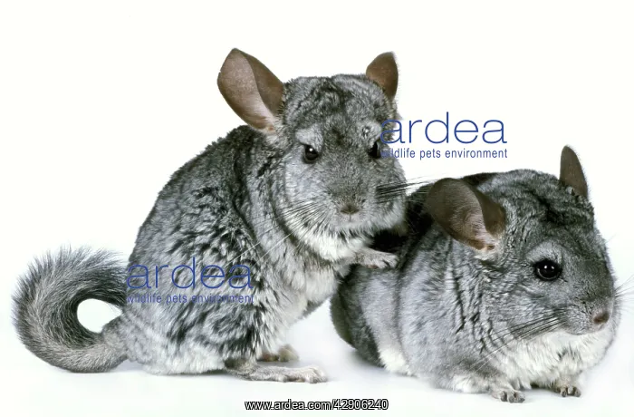  : Chinchilla - two in studio