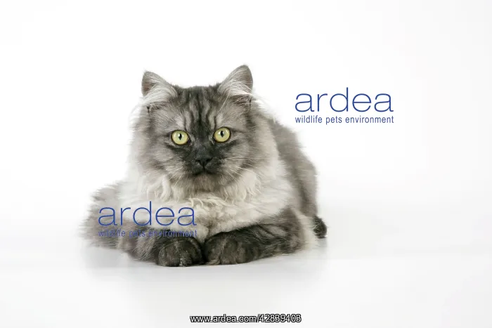  : Chinchilla X Persian dark silver smoke Cat