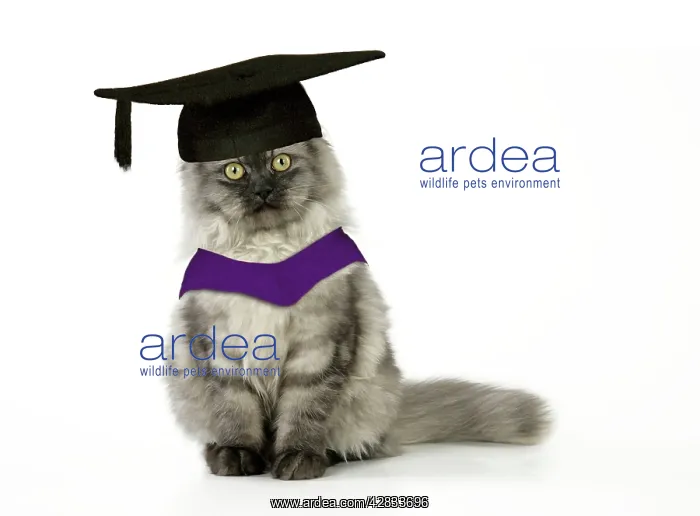 : Chincilla X Persian - dark silver smoke Cat - in : Chincilla X Persian - dark silver smoke Cat - in