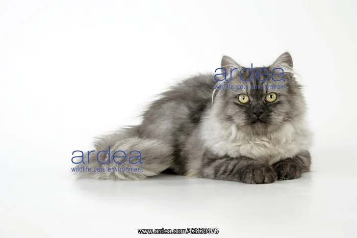: Chincilla X Persian - dark silver smoke Cat : Chincilla X Persian - dark silver smoke Cat