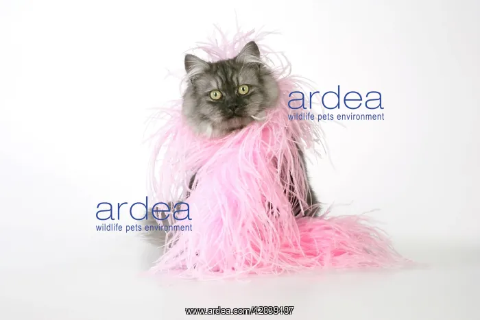 : Chincilla X Persian dark silver smoke Cat - wearing boa : Chincilla X Persian dark silver smoke Cat - wearing boa