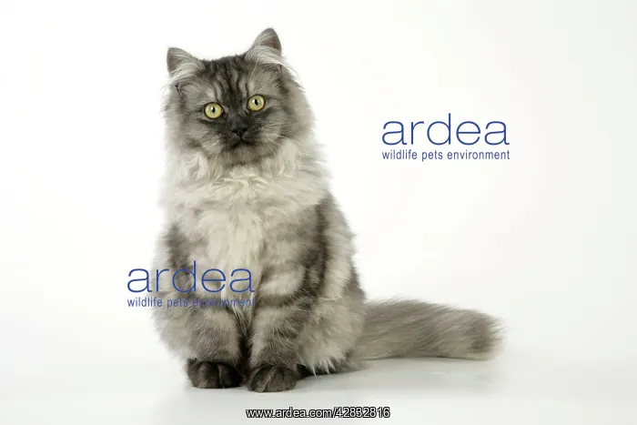 : Chincilla X Persian.dark silver smoke Cat : Chincilla X Persian.dark silver smoke Cat