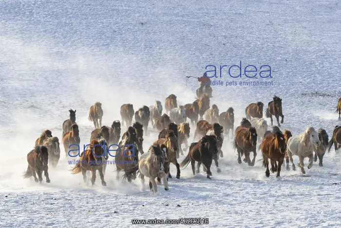 : Chine, Mongolie interieure Province de Heibei : Chine, Mongolie interieure Province de Heibei