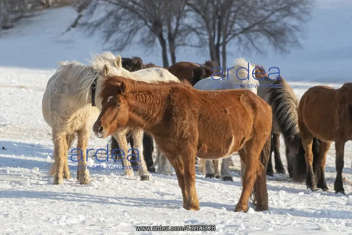 : Chine, Mongolie interieure Province de Heibei : Chine, Mongolie interieure Province de Heibei