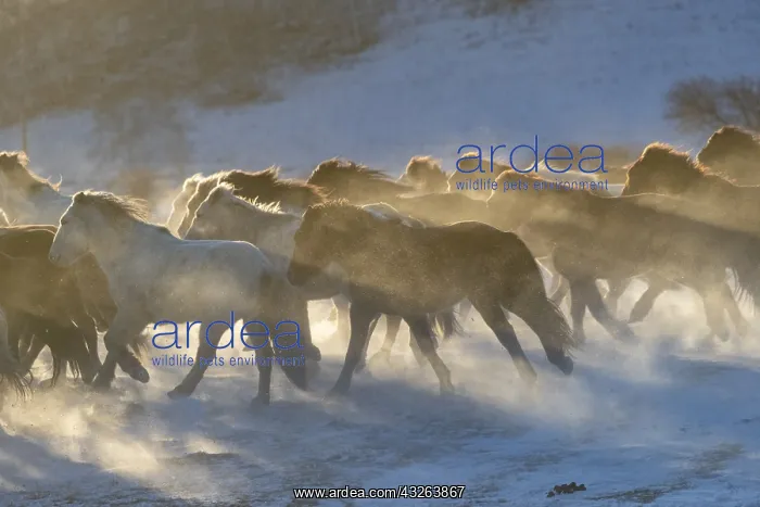 : Chine, Mongolie interieure Province de Heibei : Chine, Mongolie interieure Province de Heibei