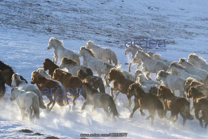 : Chine, Mongolie interieure Province de Heibei : Chine, Mongolie interieure Province de Heibei