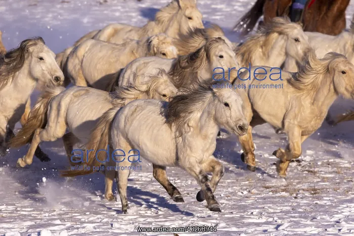 : Chine, Mongolie interieure Province de Heibei : Chine, Mongolie interieure Province de Heibei