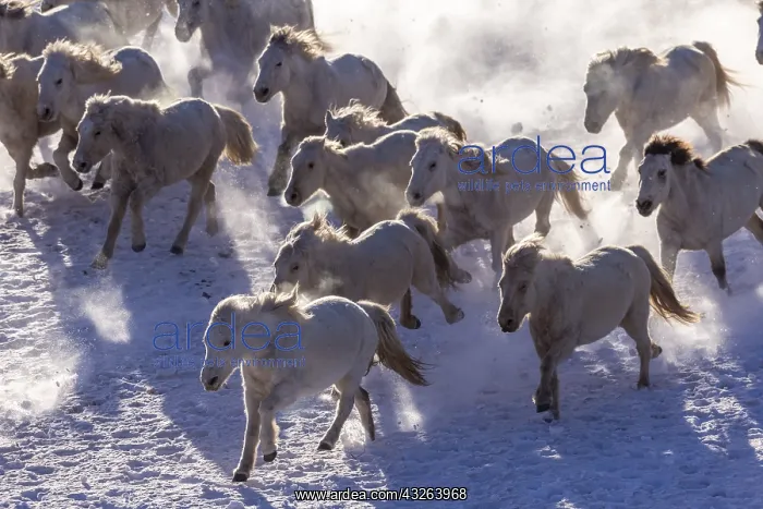: Chine, Mongolie interieure Province de Heibei : Chine, Mongolie interieure Province de Heibei
