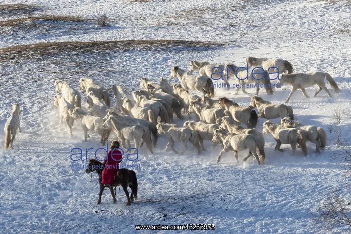 : Chine, Mongolie interieure Province de Heibei : Chine, Mongolie interieure Province de Heibei