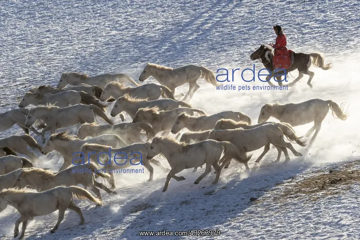 : Chine, Mongolie interieure Province de Heibei : Chine, Mongolie interieure Province de Heibei