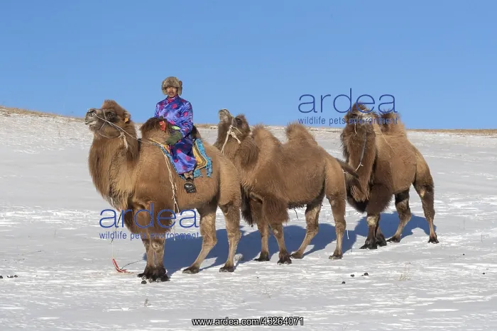 : Chine, Mongolie interieure Province de Heibei : Chine, Mongolie interieure Province de Heibei