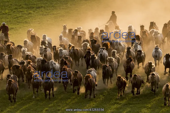 : Chine, Mongolie interieure Province de Heibei : Chine, Mongolie interieure Province de Heibei