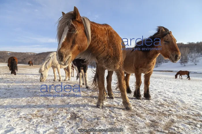 : Chine, Mongolie interieure Province de Heibei : Chine, Mongolie interieure Province de Heibei