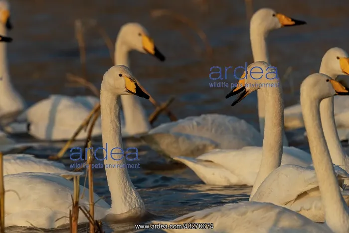 : Chine, Province de Henan, Sanmenxia, Cygne chanteur : Chine, Province de Henan, Sanmenxia, Cygne chanteur