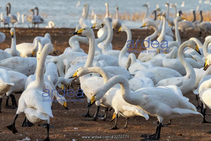 : Chine, Province de Henan, Sanmenxia, Cygne chanteur : Chine, Province de Henan, Sanmenxia, Cygne chanteur