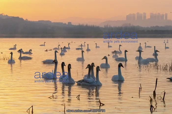 : Chine, Province de Henan, Sanmenxia, Cygne chanteur : Chine, Province de Henan, Sanmenxia, Cygne chanteur
