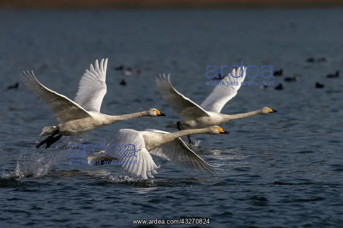 : Chine, Province de Henan, Sanmenxia, Cygne chanteur : Chine, Province de Henan, Sanmenxia, Cygne chanteur
