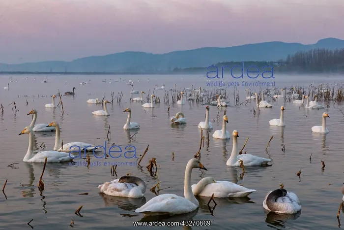 : Chine, Province de Henan, Sanmenxia, Cygne chanteur : Chine, Province de Henan, Sanmenxia, Cygne chanteur