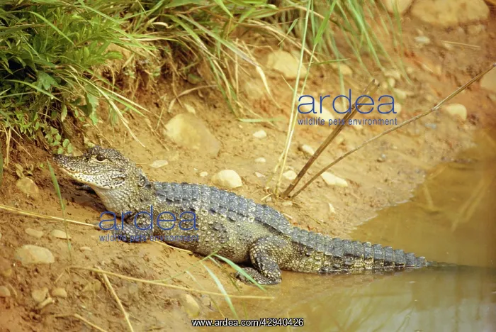: CHINESE ALLIGATOR : CHINESE ALLIGATOR