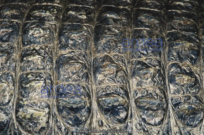 : Chinese Alligator : Chinese Alligator