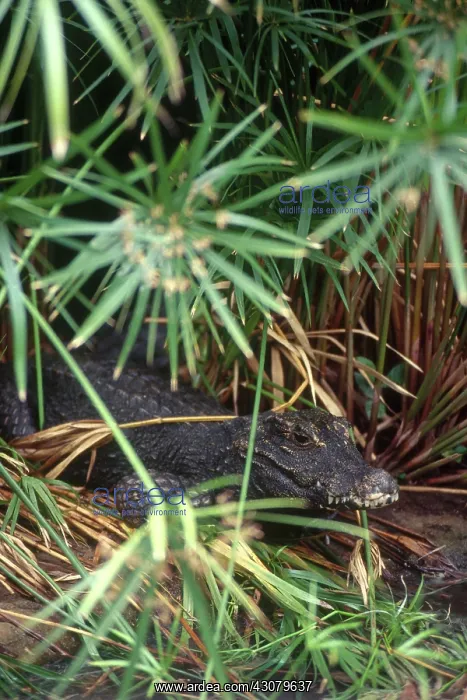 : Chinese Alligator : Chinese Alligator
