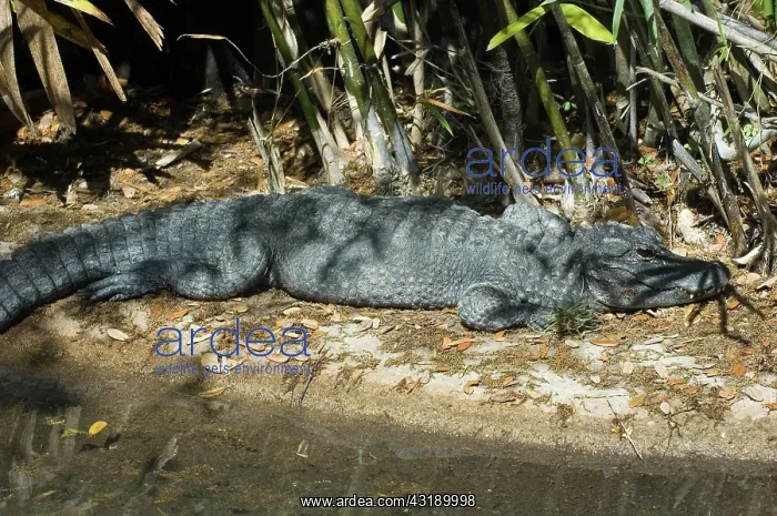 : Chinese Alligator : Chinese Alligator