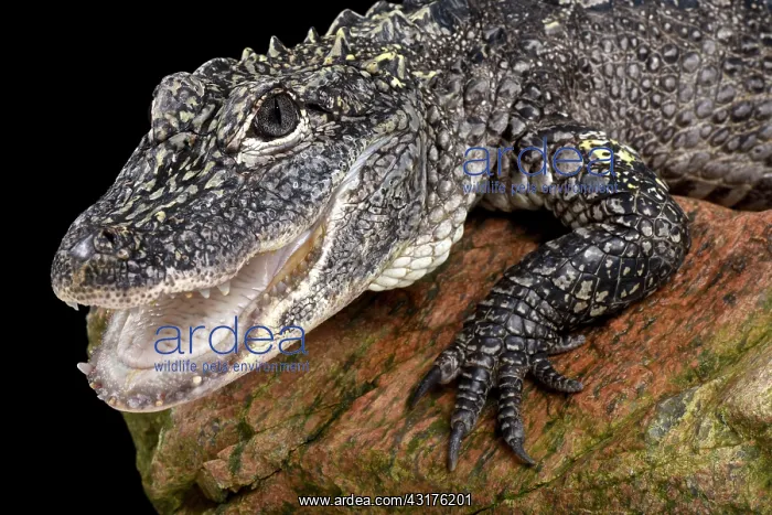 : Chinese alligator (Alligator sinensis), China : Chinese alligator (Alligator sinensis), China