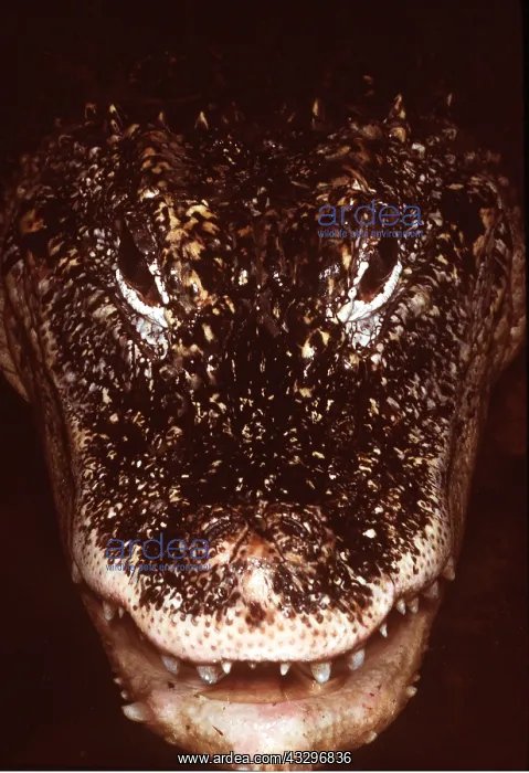 : CHINESE ALLIGATOR - Close up of head : CHINESE ALLIGATOR - Close up of head