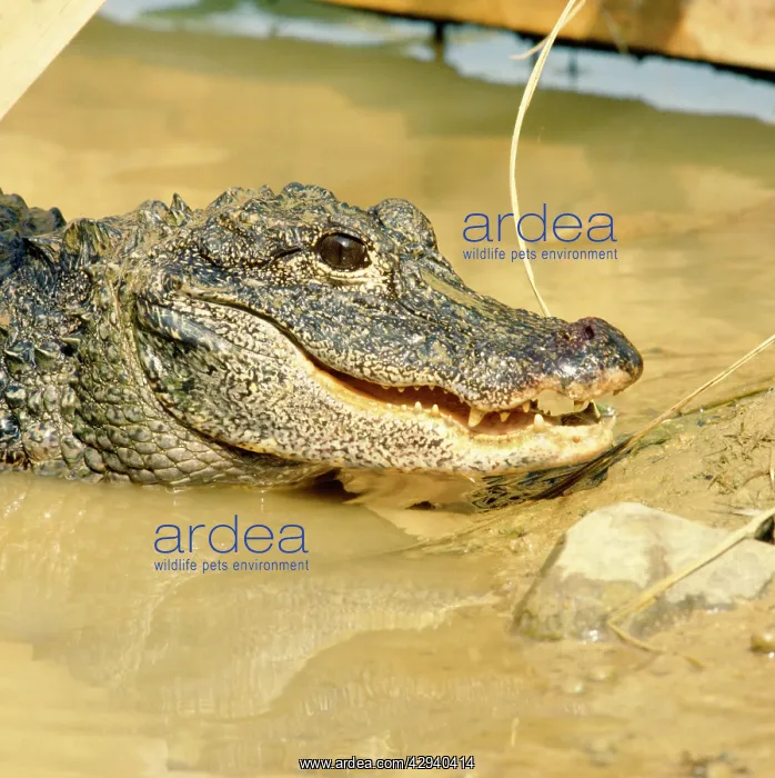 : Chinese Alligator - emerging from water : Chinese Alligator - emerging from water