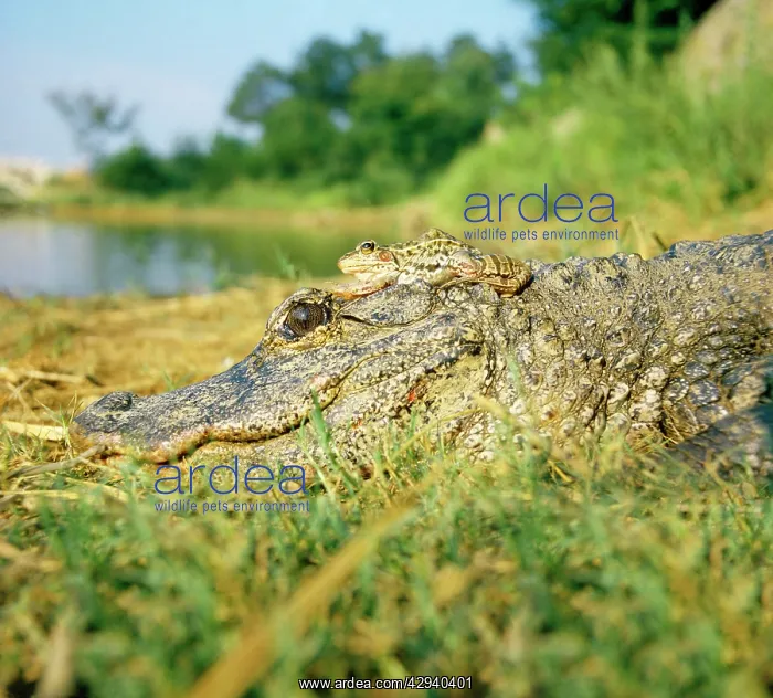  : Chinese Alligator - With Frog on Alligator's head