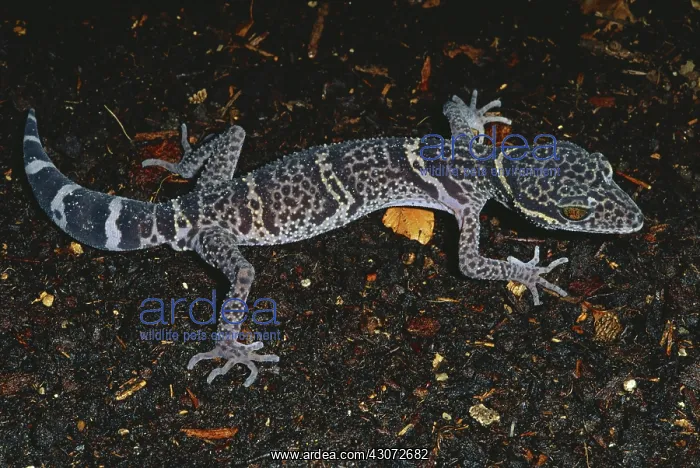 : Chinese Bark Gecko : Chinese Bark Gecko