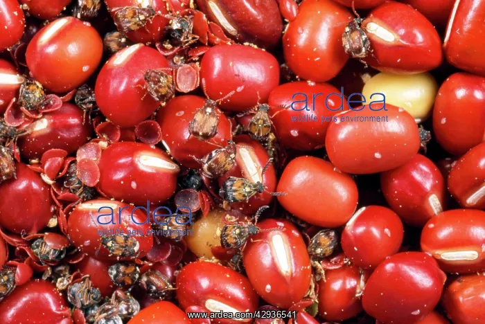 : Chinese Bean Beetles - infestation in aduki beans : Chinese Bean Beetles - infestation in aduki beans