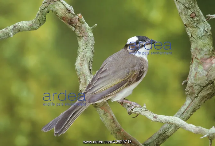 : Chinese Bulbul : Chinese Bulbul