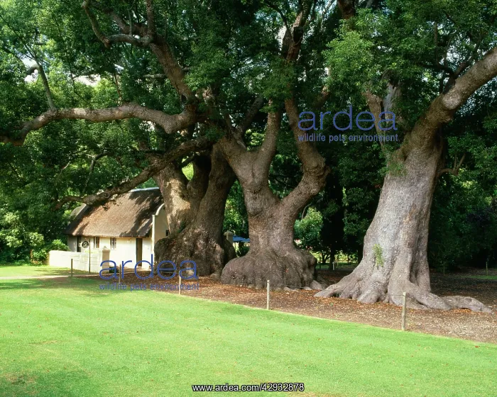 : Chinese Camphor Tree - planted in 1700, declared : Chinese Camphor Tree - planted in 1700, declared