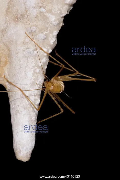 : Chinese Cave Cricket : Chinese Cave Cricket
