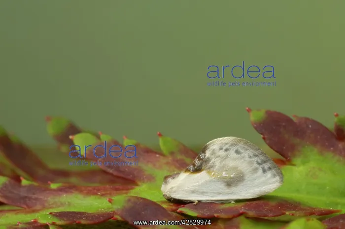  : Chinese Character Moth
