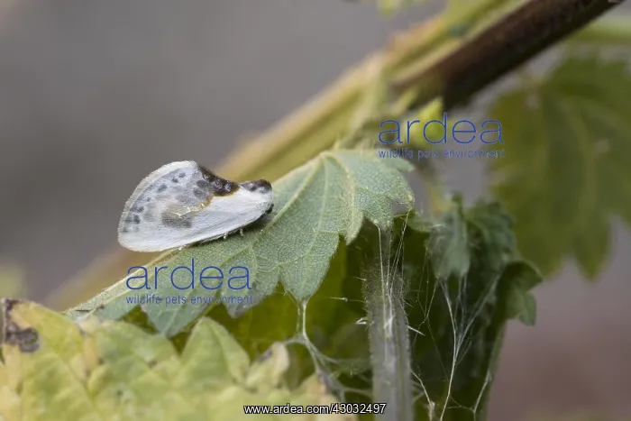  : Chinese Character Moth - Cornwall - UK