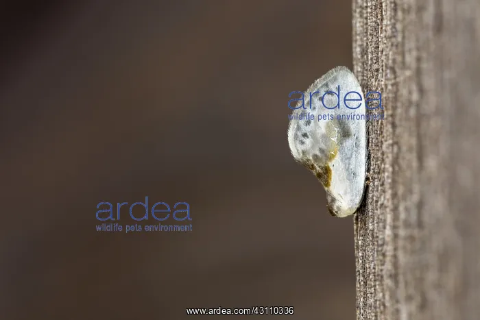  : Chinese Character Moth - Cornwall - UK