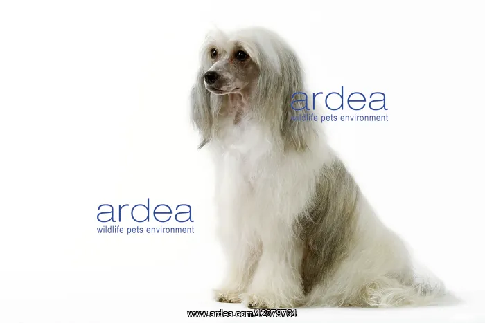  : Chinese Crested Dog