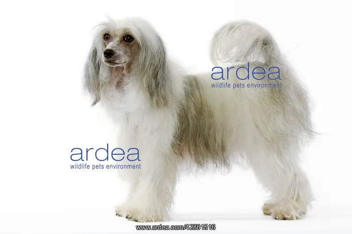  : Chinese Crested Dog