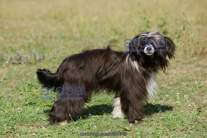  : Chinese Crested Dog