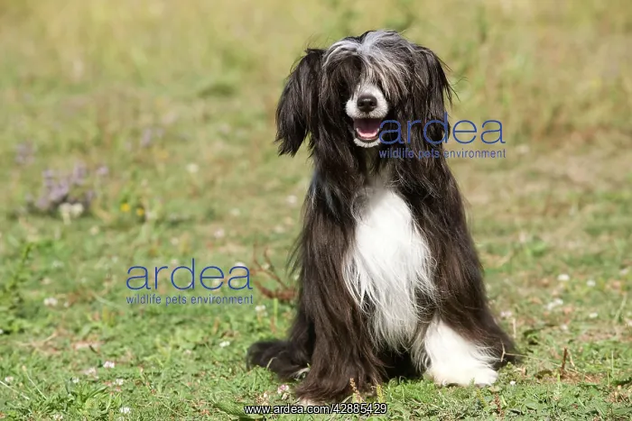  : Chinese Crested Dog