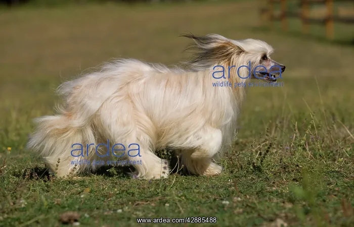  : Chinese Crested Dog
