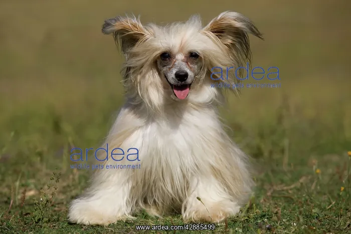  : Chinese Crested Dog