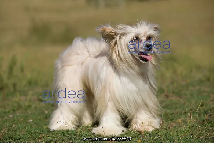  : Chinese Crested Dog