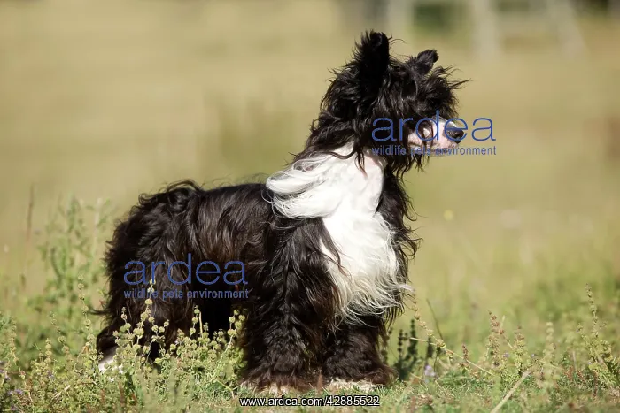  : Chinese Crested Dog