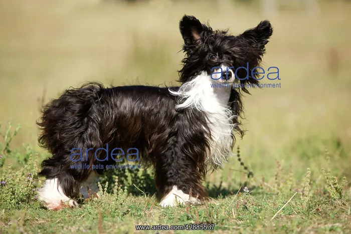  : Chinese Crested Dog